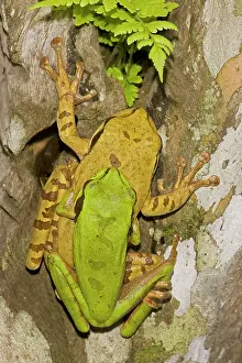 Phaeota: Masked Tree Frog / Treefrog - pair in amplexus