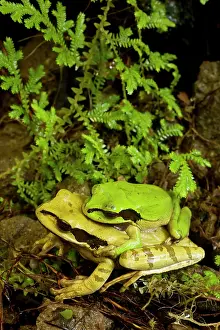 Phaeota: Masked Tree Frog / Treefrog - pair in amplexus