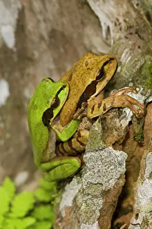 Phaeota: Masked Tree Frog / Treefrog - pair in amplexus