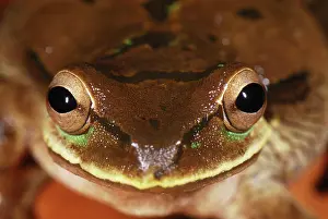 Phaeota: Masked Treefrog