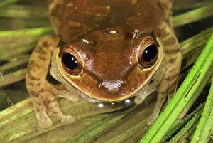 Phaeota: Masked Treefrog