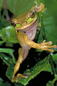 Clings: Masked Treefrog