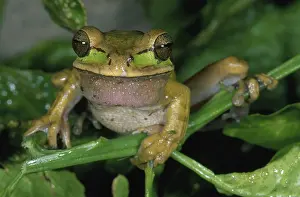 Granada: Masked Treefrog