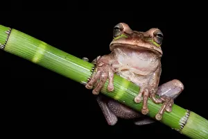 Masked: Masked Treefrog (Smilisca phaeota) captive