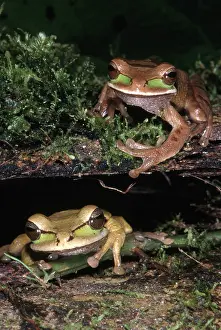 Treefrogs: Masked Treefrogs