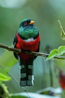 Trogon: Masked Trogon, male, Las Tangaras Bird Reserve