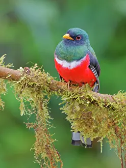 Masked: Masked Trogon - male Trogon personatus Ecuador B