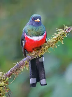 Masked: Masked Trogon - male Trogon personatus Ecuador B