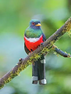 Masked: Masked Trogon - male Trogon personatus Ecuador B