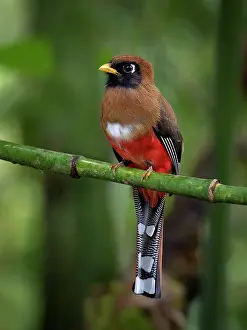 Trogon: Masked Trogon (Trogon personatus), female, Ecuador