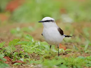 Bill Coster: Masked Water Tyrant Fluvicola nengeta Atlantic Forest