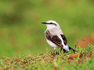 Bill Coster: Masked Water Tyrant Fluvicola nengeta Atlantic Forest
