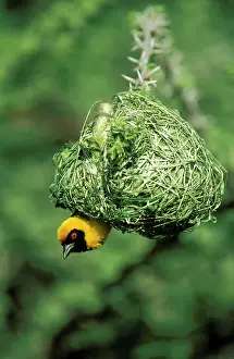 Attract: Masked Weaver - The male has finished with building