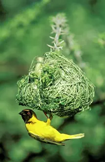 Attract: Masked Weaver - The male has finished with building