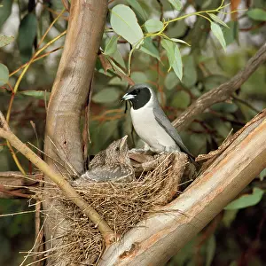 Artamus: Masked Wood Swallow - male with chicks