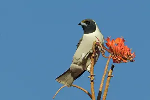 Woodswallow: Masked Woodswallow