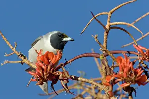 Woodswallow: Masked Woodswallow