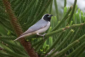 Woodswallow: Masked Woodswallow carrying food for its chicks
