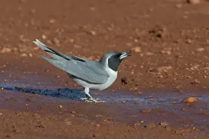Masked: Masked Woodswallow - drinking from puddle