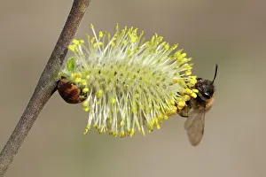 Caprea: Mason Bee