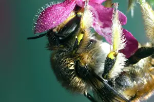 Punctatum: Mason Bee