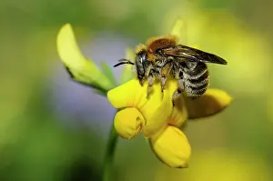 Mason: Mason Bee (Anthidium byssinum) female sleeping on