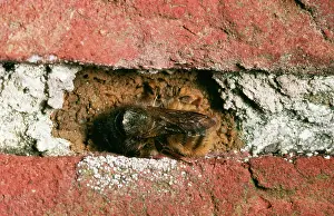 Osmia: Mason BEE - on brick