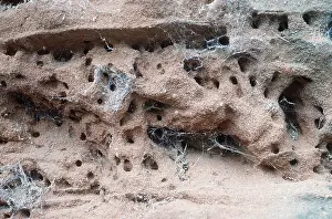 Mason: MASON BEE - Nest holes in sandstone