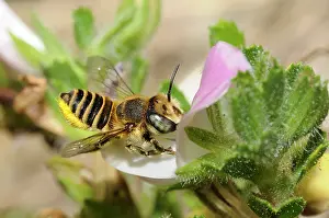 Leafcutting: Mason Bee (Osmia pilidens) female on Common Restharrow