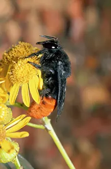 Cincta: MASON BEE - on yellow flower