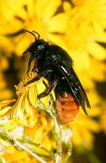 Twala Trust Asbl: MASON BEE - ON YELLOW FLOWER