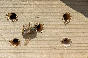 Mason: Mason Bees - at Insect House Holes - UK