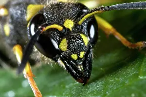 Mason: Mason Wasp
