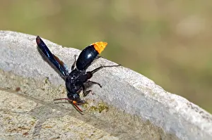 Baths: Mason Wasp - collecting water from birdbath for