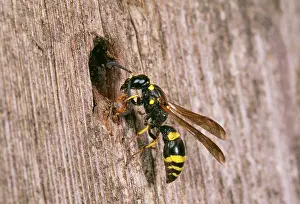 Inspecting: Mason Wasp - inspecting nest site