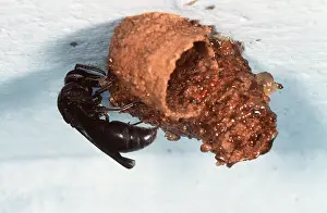 Wasps: MASONRY WASP AT MUD NEST