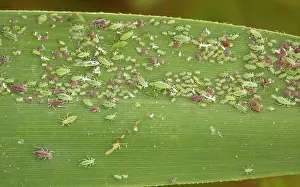 Pruni: Mass of aphids, red and green phases, on common reed
