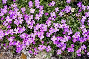 Aubrieta: Mass of 'Aubrietia', Aubrieta deltoidea, in the wild