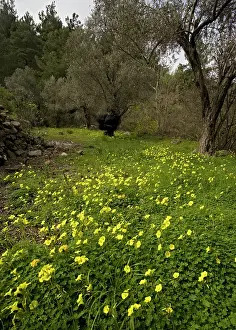 Olives: Mass of Bermuda buttercup, (single and double forms)