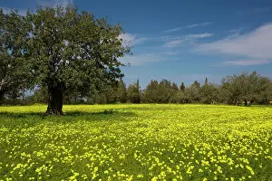 Oxalis: Mass of Bermuda Buttercups - a very invasive weed