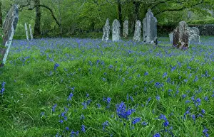 Tranquillity: Mass of Bluebells in rural churchyard: St. Pauli