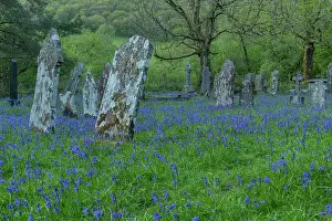 Tranquillity: Mass of Bluebells in rural churchyard: St. Pauli