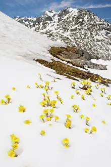 Tussilago: Mass of Coltsfoot - coming up through fresh snow