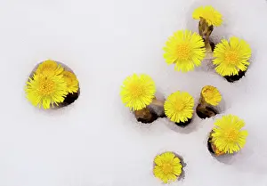 Tussilago: Mass of Coltsfoot - coming up through fresh snow