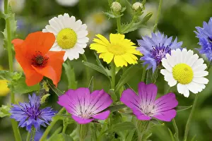 Bob Gibbons: Mass of cornfield weeds: Corn cockle, corn marigolds