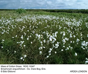 Eriophorum: Mass of Cotton Grass