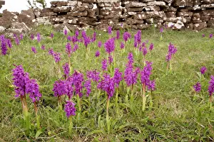 Mascula: Mass of early purple orchids - in old limestone
