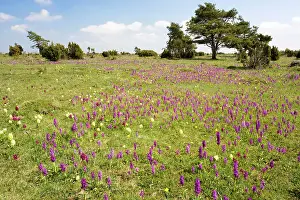 Mascula: Mass of early purple orchids (Orchis mascula) and