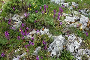 Quadripunctata: Mass of Four-spotted Orchids