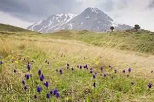 Hyacinths: Mass of Grape Hyacinths - on mount Calbali